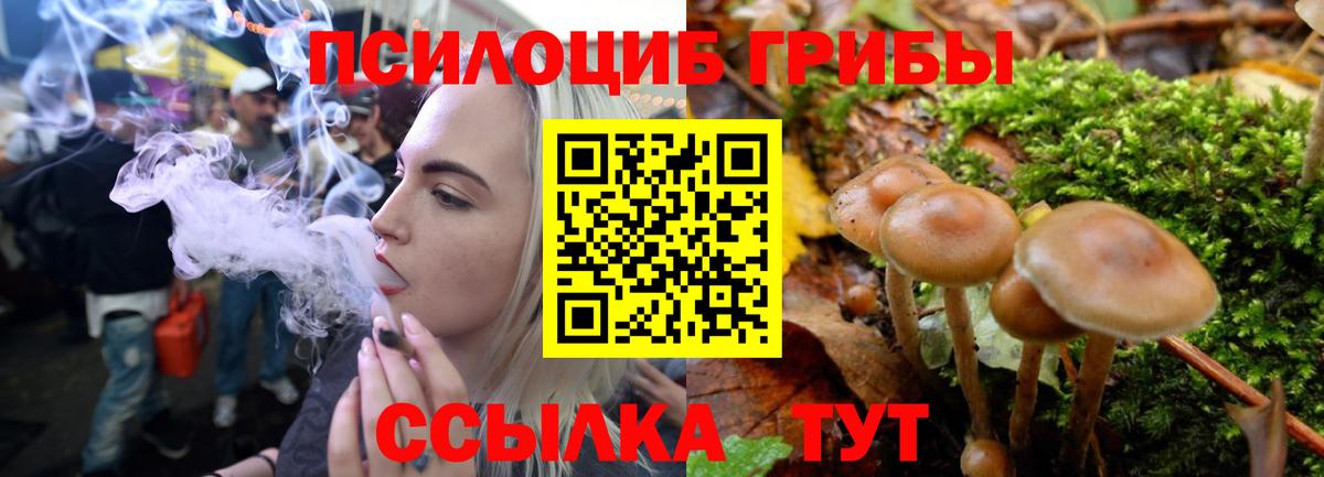 Псилоцибиновые грибы Psilocybine cubensis Артём